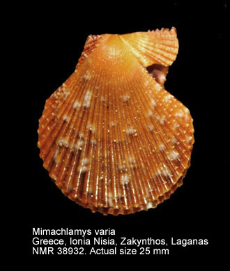 Mimachlamys varia (22).jpg - Mimachlamys varia(Linnaeus,1758)